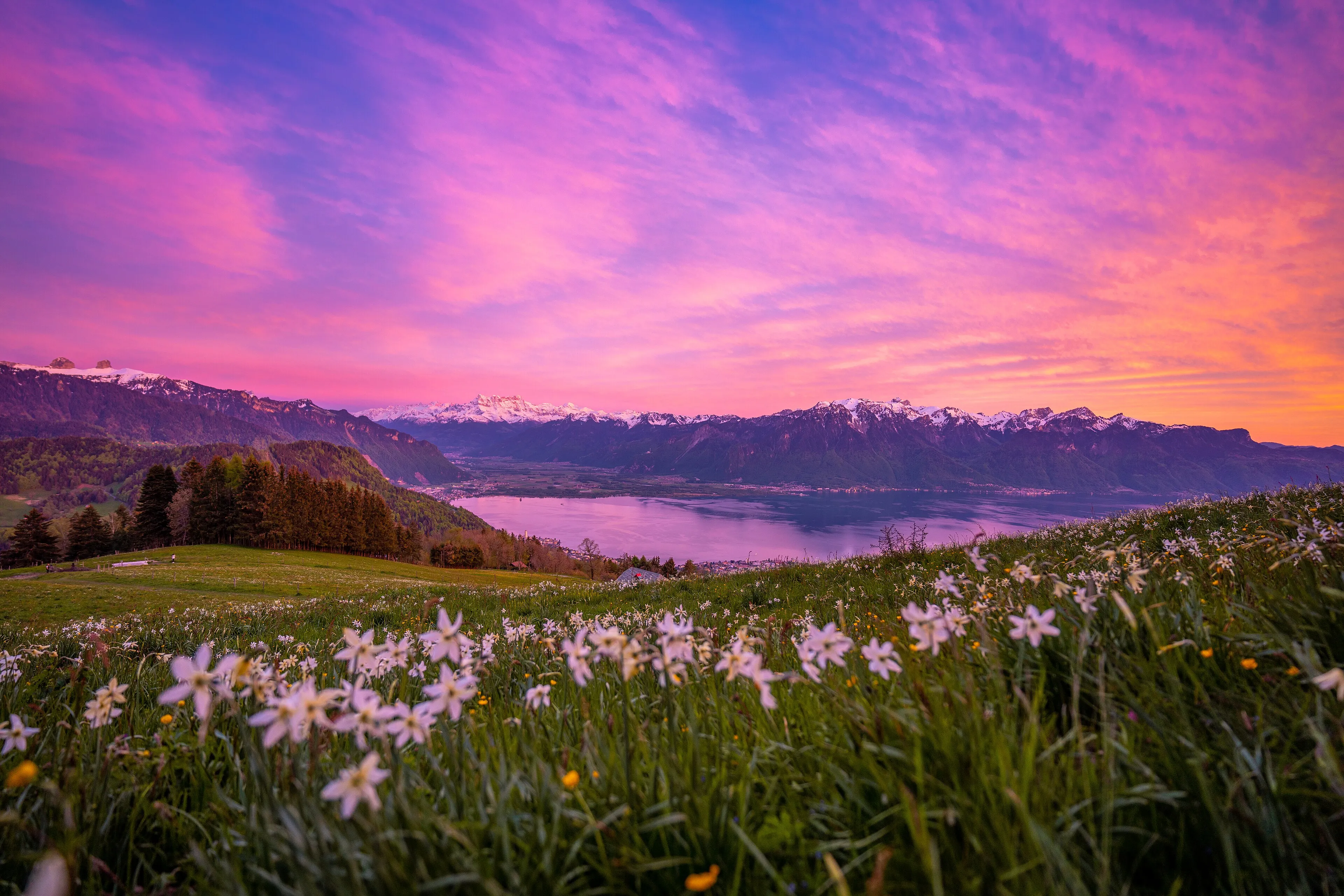 Champ de narcisses, lac Léman et Alpes enneigées au coucher du soleil, canton de Vaud.